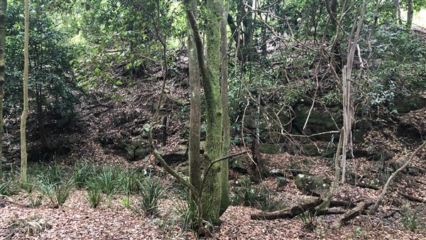 Otford Farm - The Pines Paddock with Jungle Gully (19/11/2019 - Credits: Screen NSW)
