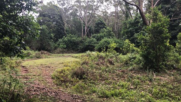 Otford Farm - The Pines Paddock with Jungle Gully (19/11/2019 - Credits: Screen NSW)