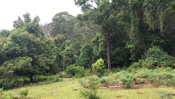 Otford Farm - The Pines Paddock with Jungle Gully (19/11/2019 - Credits: Screen NSW)