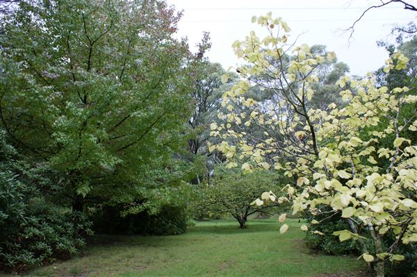 Campbell Rhododendron Gardens (1/10/2022 - Credits: Julie Parker, Deb Wells)