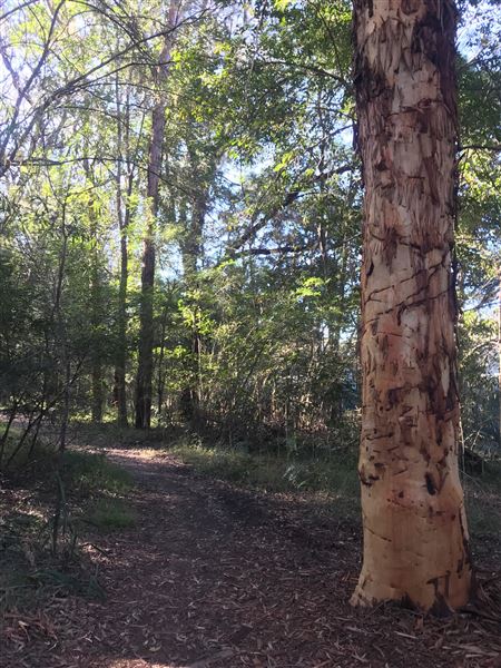 Glenbrook Lagoon (24/05/2023 - Credits: BMCC)