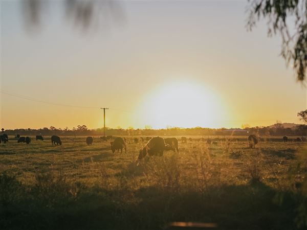 Morpeth Farmland (17/06/2021 - Credits: Maitland City Council)