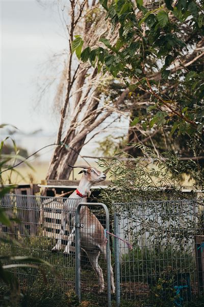 Purple Pear Farm (23/06/2021 - Credits: Maitland City Council)
