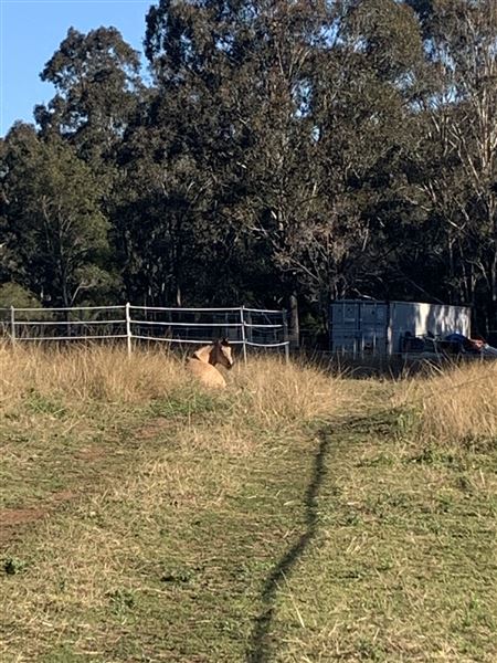 Sugarloaf Farm (3/06/2024 - Credits: submitted by: Angelina Pisani)