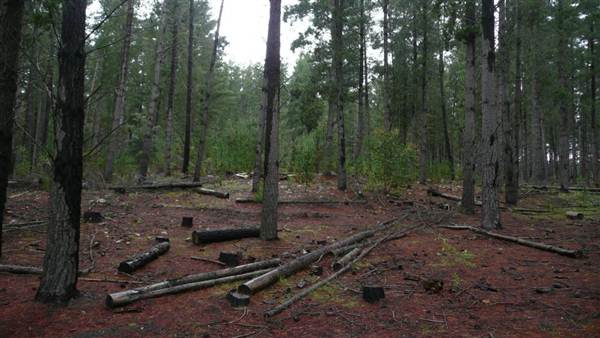 Belanglo State Forest (25/02/2013 3:33:10 PM)