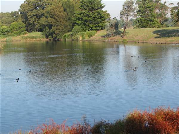 Centennial Park (27/02/2013 10:47:11 AM)