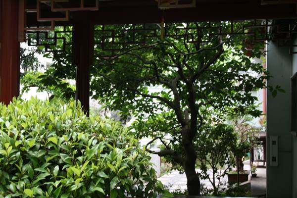 Chinese Garden of Friendship - Darling Harbour (27/02/2013 1:32:03 PM)