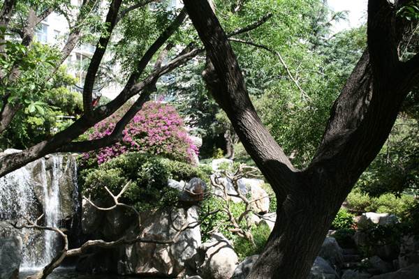 Chinese Garden of Friendship - Darling Harbour (27/02/2013 1:34:29 PM)