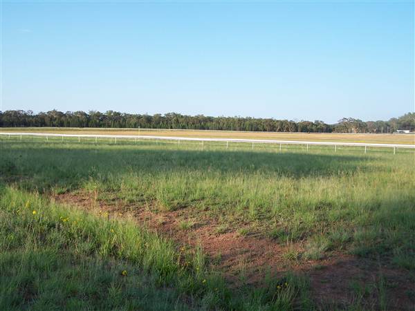 Coonabarabran Jockey Club (27/02/2013 1:35:39 PM)