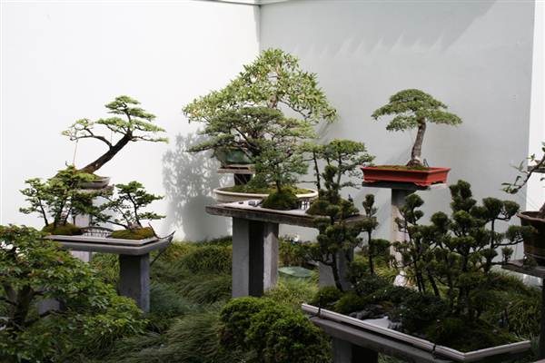 Chinese Garden of Friendship - Darling Harbour (27/02/2013 1:41:14 PM)