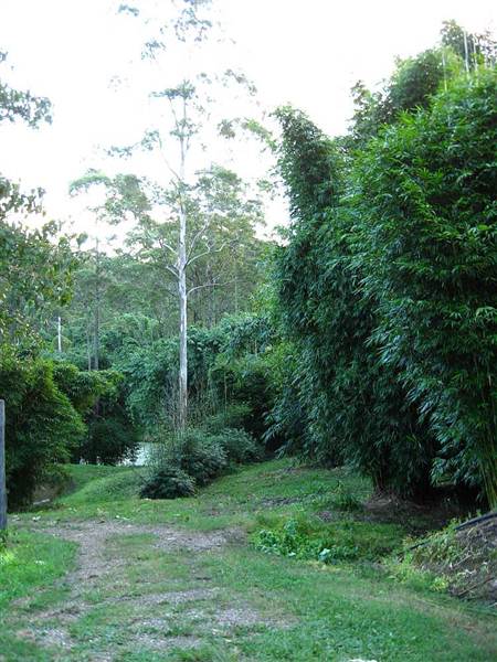 Bamboo Wholesale (27/02/2013 4:42:51 PM)