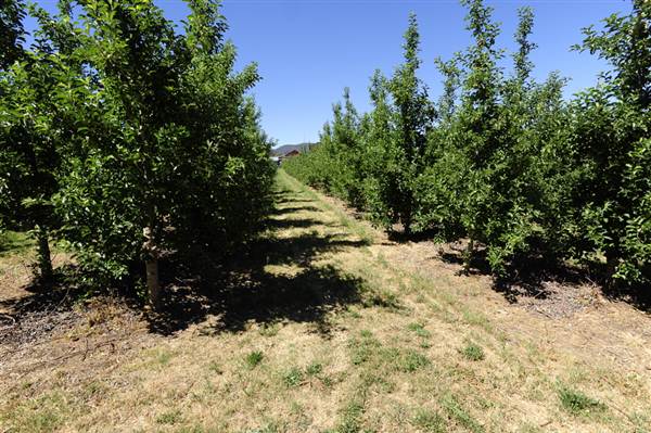 Daydawn Orchard (27/02/2013 7:06:22 PM)
