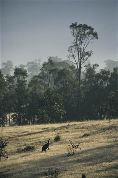 Megalong Valley (28/02/2013 3:19:44 PM)