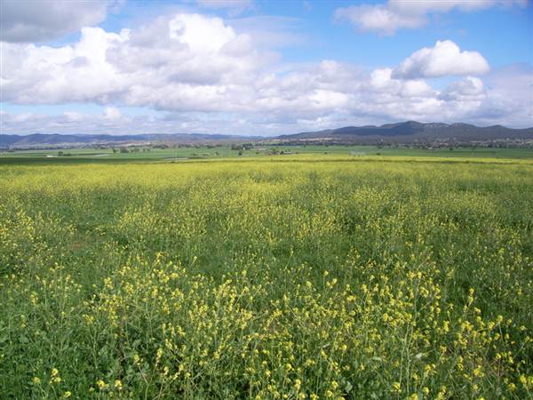 Canola Field (3/03/2013 8:24:23 AM)