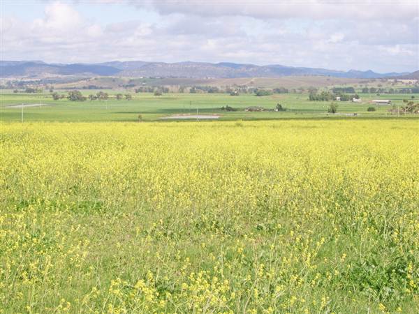 Canola Field (3/03/2013 8:25:52 AM)