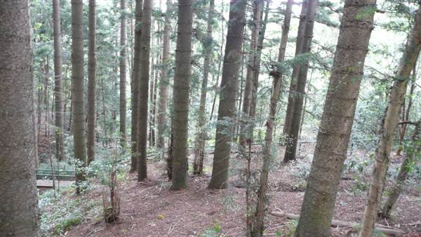 Cumberland State Forest (4/03/2013 12:05:48 PM)