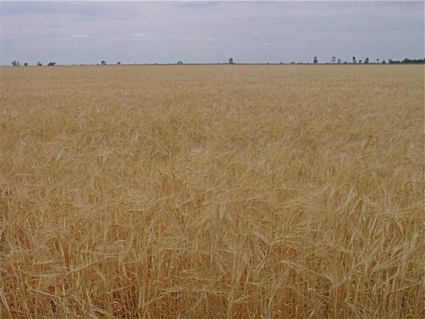 Gilgandra Rural Area (4/03/2013 4:39:07 PM)
