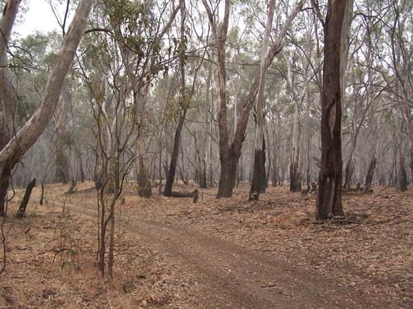 Hay State Forest - Murrumbidgee Valley Regional Park (5/03/2013 1:30:52 PM)