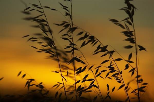 Leeton Shire (6/03/2013 11:56:18 AM)