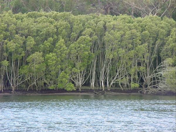 Lane Cove River (6/03/2013 12:08:18 PM)