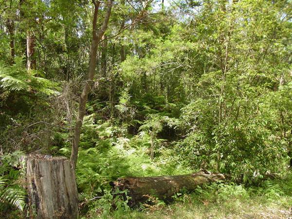 Lane Cove National Park (6/03/2013 12:09:27 PM)