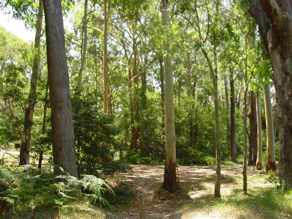 Lane Cove National Park (6/03/2013 12:10:04 PM)