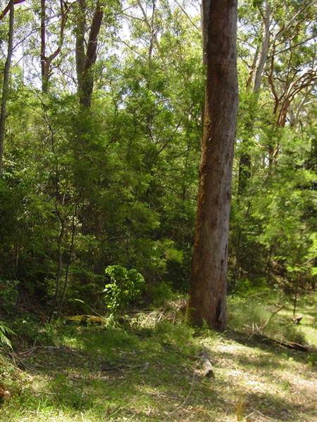 Lane Cove National Park (6/03/2013 12:11:28 PM)
