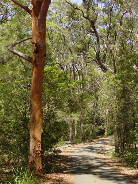 Lane Cove National Park (6/03/2013 12:13:49 PM)