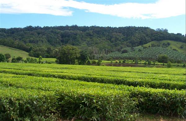 Tea Tree Estate (7/03/2013 12:11:55 PM)