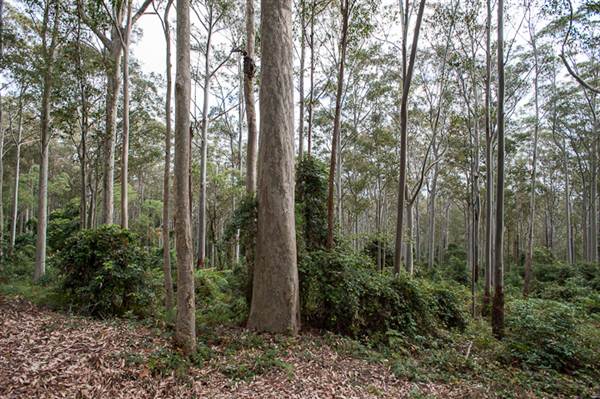 Murramarang National Park (7/03/2013 2:21:27 PM)