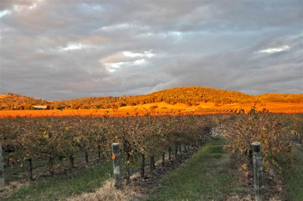 Mudgee Area Vineyards (7/03/2013 2:36:32 PM)