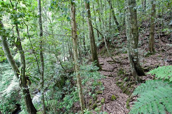 Minnamurra Falls (7/03/2013 11:42:17 PM)