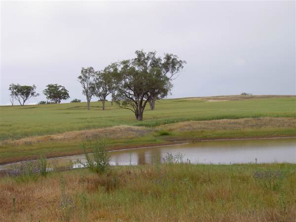 Paddys Creek Rd, Dubbo (8/03/2013 12:20:59 PM)