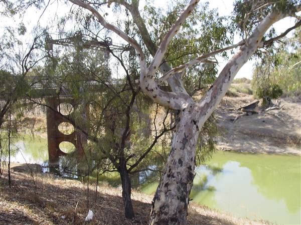 Wilcannia (8/03/2013 11:53:30 PM)