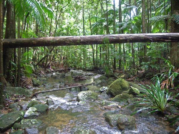 Terania Creek picnic area & Protesters Falls walking track (9/03/2013 1:39:13 AM)