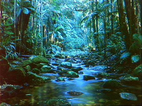Terania Creek picnic area & Protesters Falls walking track (9/03/2013 1:42:10 AM)