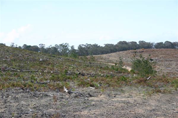 Penrose State Forest - Southern Highlands (9/03/2013 8:04:20 PM)