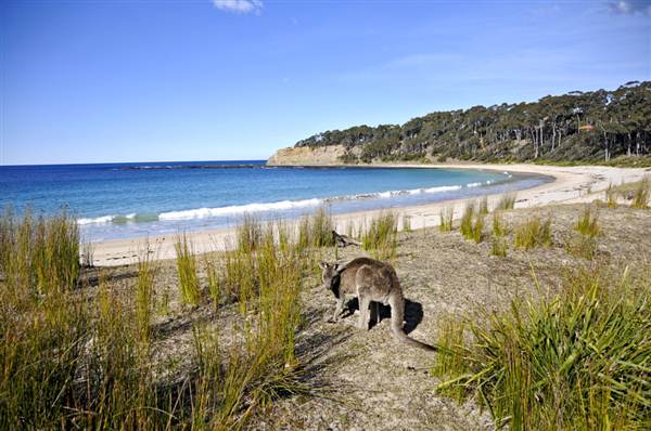 Pebbly Beach (9/03/2013 8:05:21 PM)