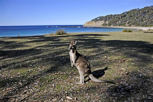 Pebbly Beach (9/03/2013 8:05:56 PM)