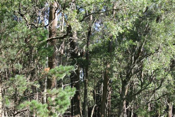 Robertson - Southern Highlands (9/03/2013 8:10:34 PM)