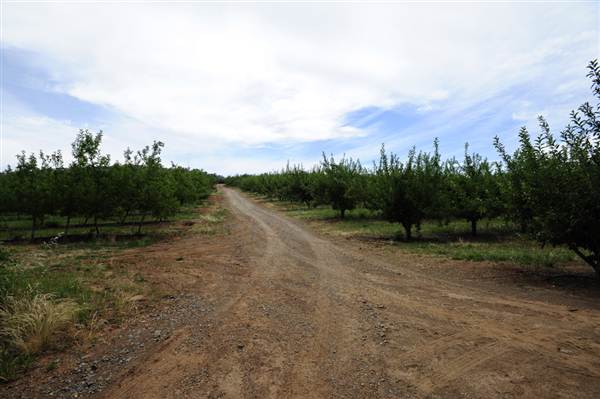 Wilgro Orchard (10/03/2013 12:44:33 PM)