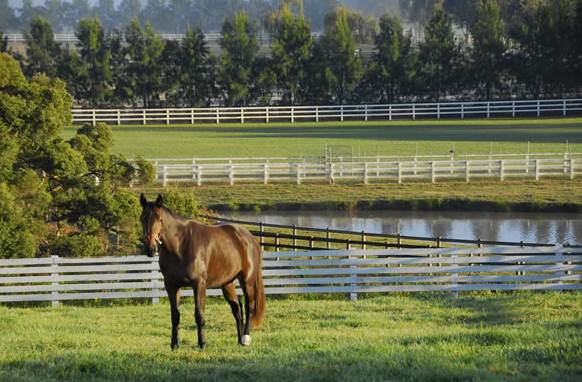 Private Horse Stud - Agnes Banks (11/03/2013 2:33:43 PM)