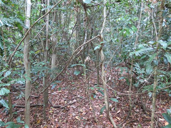 Booyong Flora Reserve (11/04/2013)