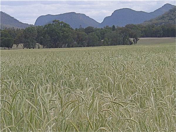 Baradine to Coonabarabran road (26/04/2013)