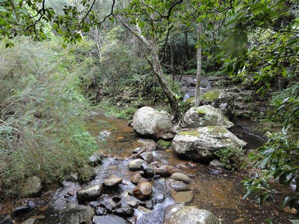Minnamurra Rainforest Walk (28/02/2011 - Credits: Tony Brown/SISE)