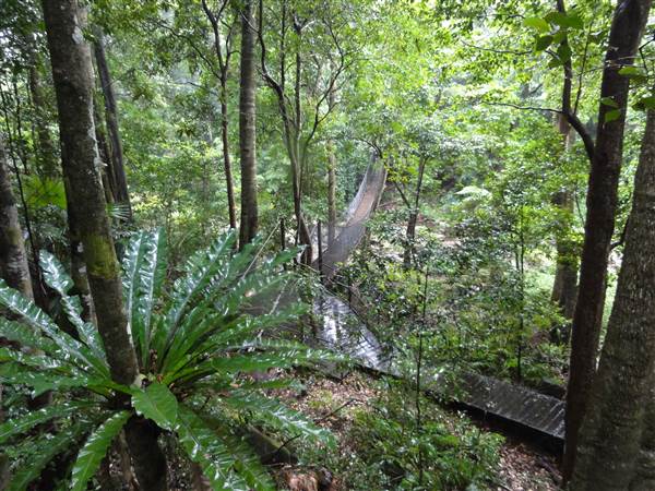 Minnamurra Rainforest Walk (28/02/2011 - Credits: Tony Brown/SISE)