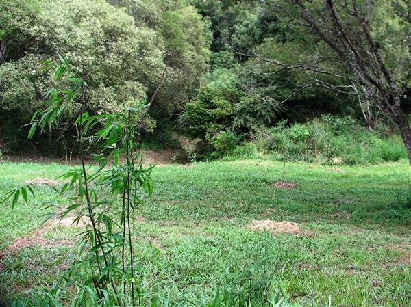 Private Properties - Bamboo, Jungle, Exotic, Forest (26/11/2013)