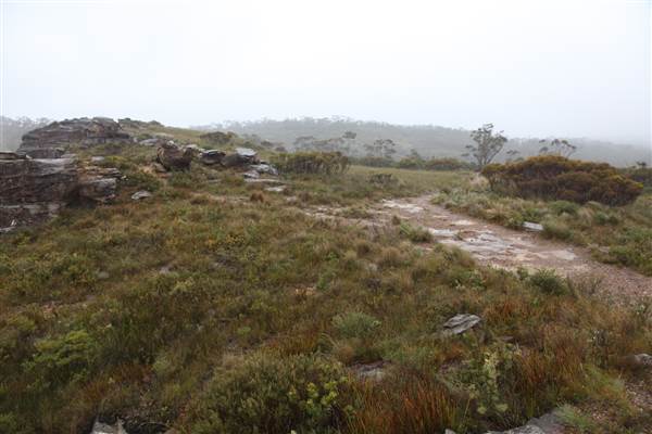 Mt Banks (28/11/2013)
