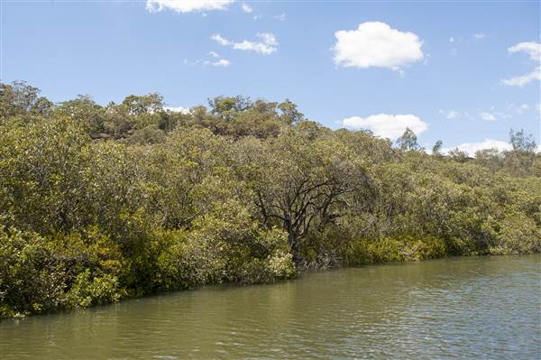 Georges River (5/12/2013)