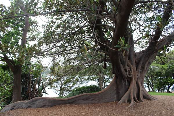 Maiden Theatre - Royal Botanic Garden Sydney (24/10/2014)